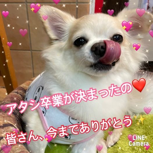 【運命の赤い糸見～つけた💓ロングコートチワワのユハナちゃん💕】2022,9,30